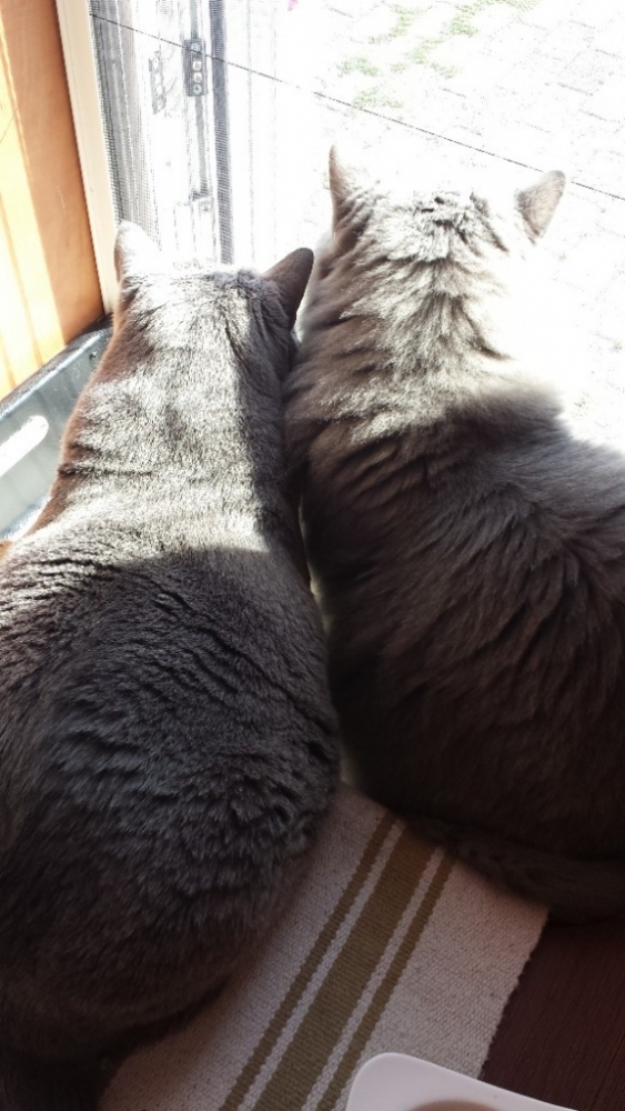 20170828_104358-580x1031