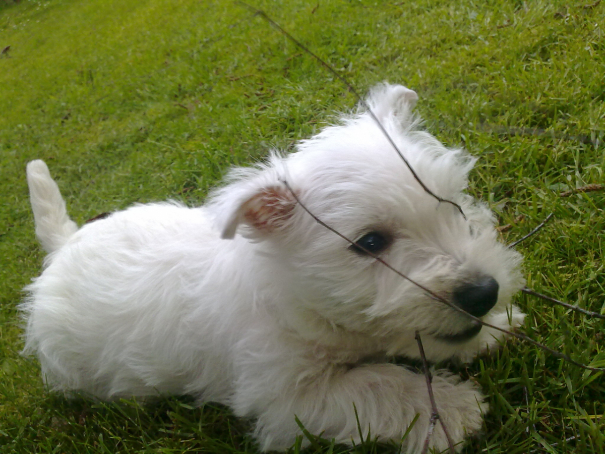 wuff wuff ich bin der Fiete...