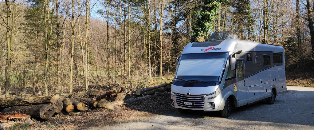 Merlin auf Waldparkplatz