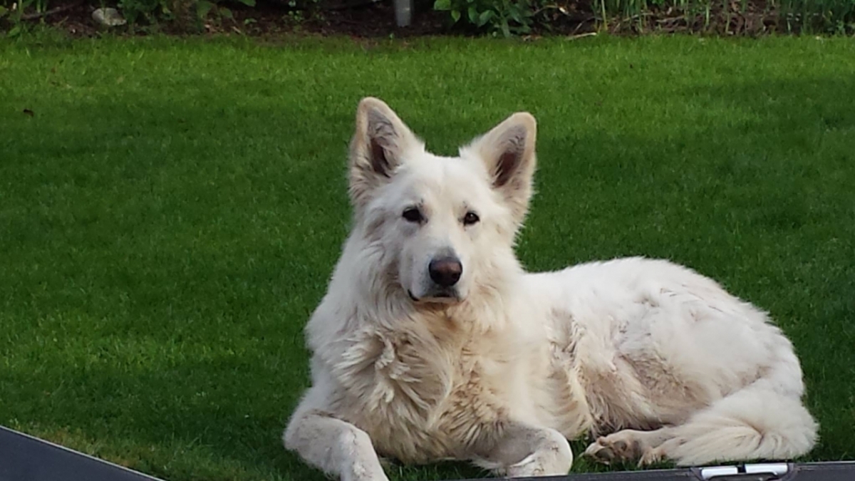 13585023_619732648196249_7373760036121518790_o